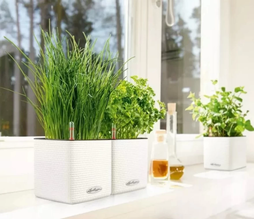 γλαστράκια lechuza