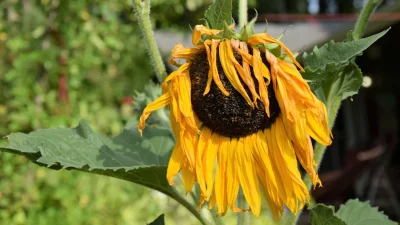 Μην τα ποτίζεις ποτέ βράδυ: 3 μυστικά για να μην μαραθούν τα φυτά σου τώρα το καλοκαίρι