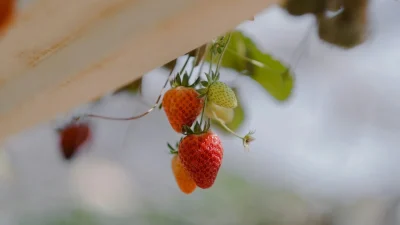 Φράουλες: Είναι πλέον πανάκριβες στα σούπερ μάρκετ - Πως να φυτέψεις μόνος σου στο μπαλκόνι του σπιτιού σου