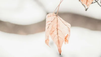 Προς Θεού, μην το πετάξετε: 8 τρόποι για να ζωντανέψετε ξανά το φυτό που σας μαράθηκε!