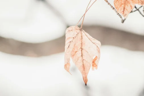 Προς Θεού, μην το πετάξετε: 8 τρόποι για να ζωντανέψετε ξανά το φυτό που σας μαράθηκε!