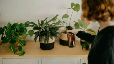 Αυτό είναι το φυτό που πρέπει όλοι να έχουμε σπίτι μας - Φέρνει γούρι και το λέει και το Feng Shui