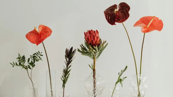 Κουνούπια τέλος: Με αυτά τα πέντε φυτά θα τα κρατήσεις μακριά από τον κήπο ή την βεράντα σου