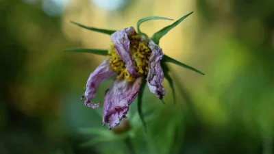 Είναι 8 συγκεκριμένοι νόμοι: Τα μυστικά ενός κηπουρού για να μην χαλάσουν τα φυτά σας στον καύσωνα