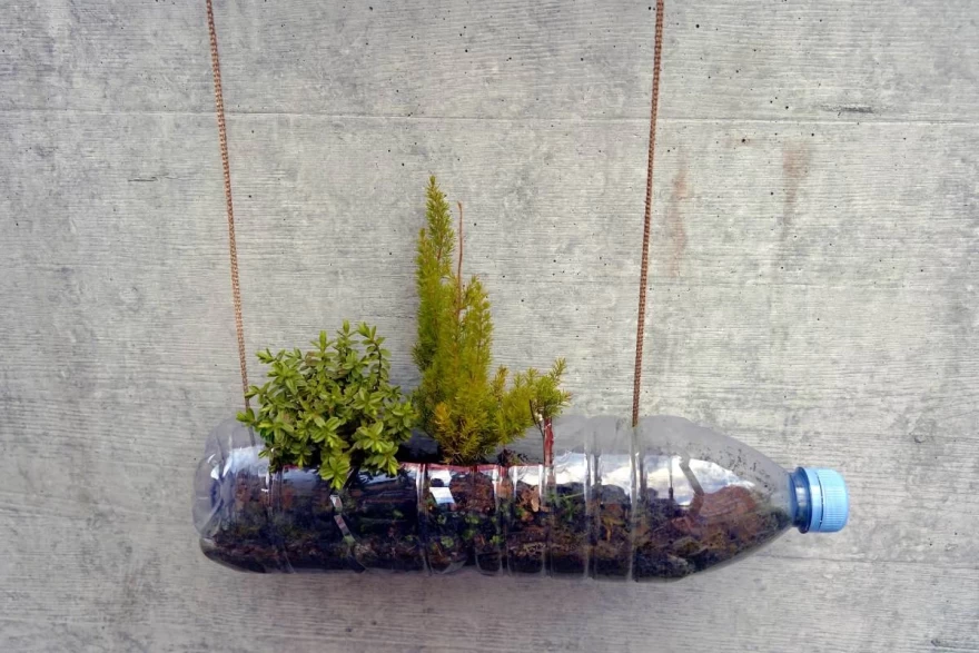 πλαστικό μπουκάλι με φυτό