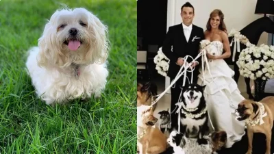 Ρόμπι Γουίλιαμς: Πέθαναν το ίδιο βράδυ τα 2 σκυλιά του - Σπάραξε σε ανάρτηση της η σύζυγός του