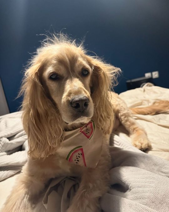 Ο σκύλος της Φωτεινής Πετρογιάννη