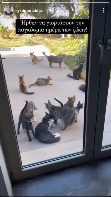 Οι αδέσποτες γάτες του Γιώργου Καπουτζίδη