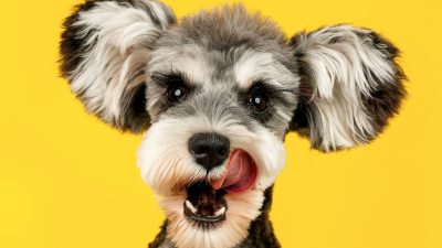 Ένα σκυλάκι