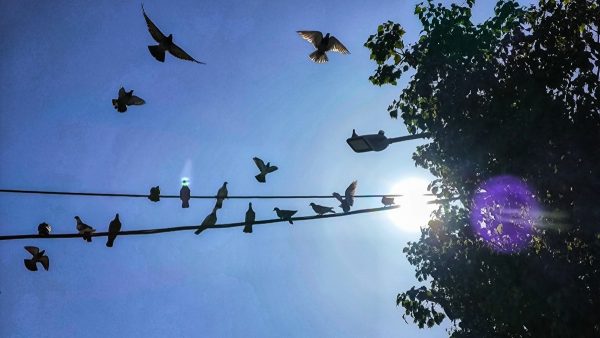 Καιρός με πουλιά