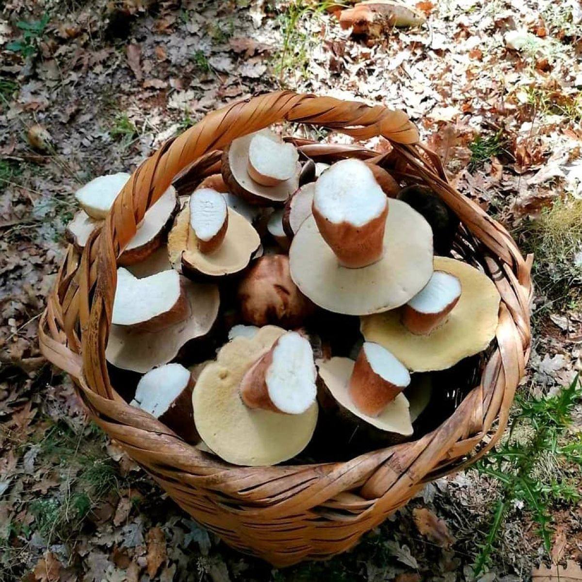 Ένα εστιατόριο αφιερωμένο στα μανιτάρια!