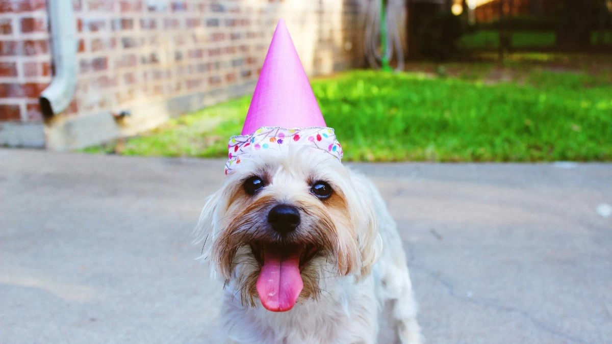 Ένα σκυλάκι που γιορτάζει