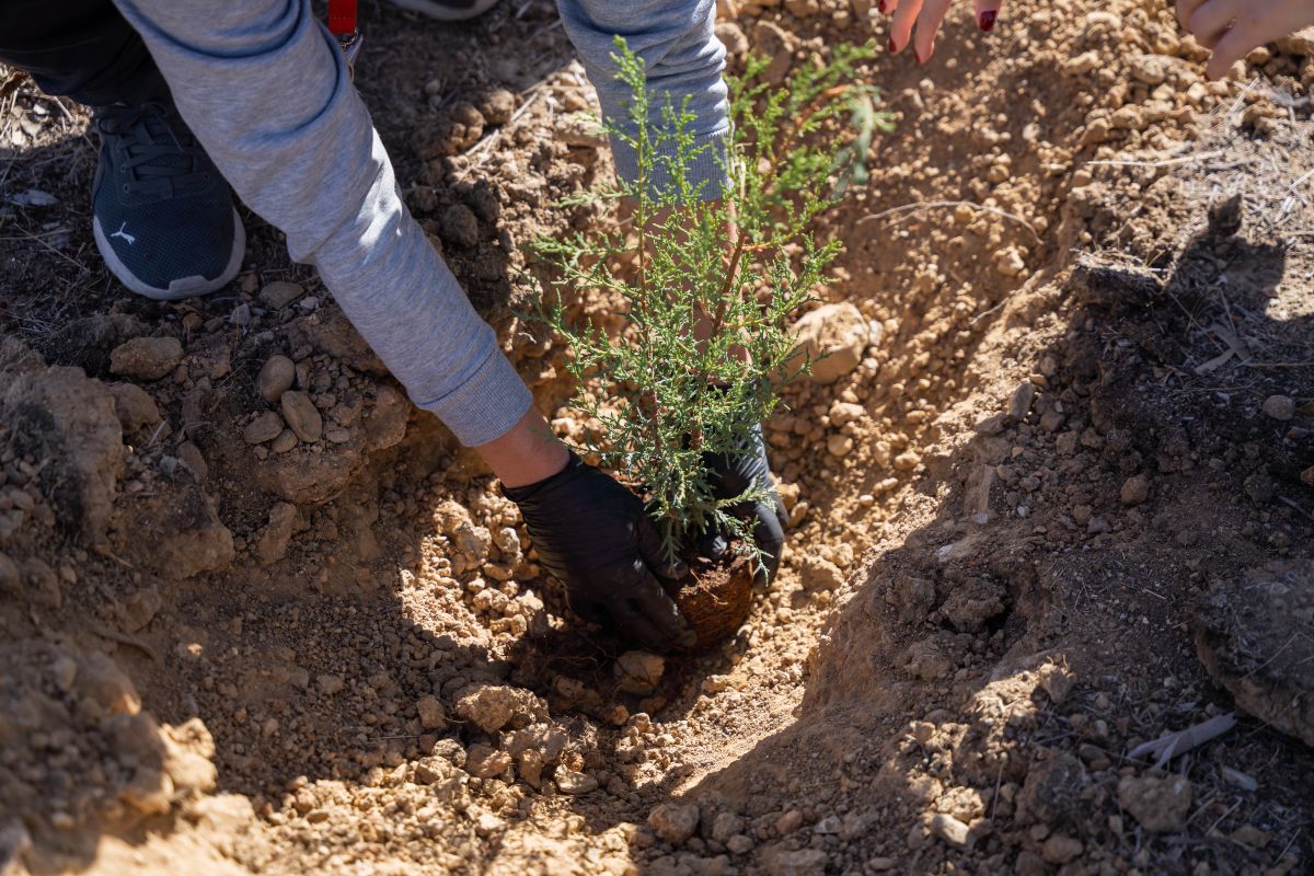 Η Ηπειρωτική Βιομηχανία Εμφιαλώσεων έχει φυτέψει 15.621 δενδρύλλια από το 1996