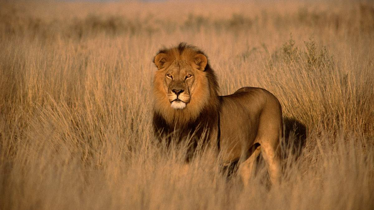 Ένα λιοντάρι στο δάσος