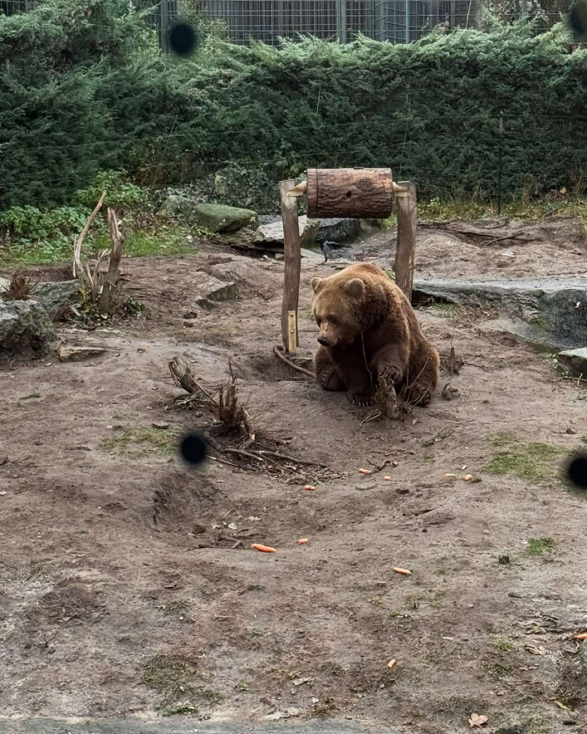 Η Τίνα Μεσσαροπούλου στο Βερολίνο