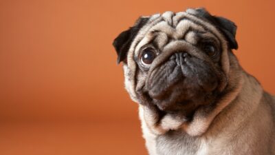 Ένα σκυλάκι που κοιτάζει με απορία