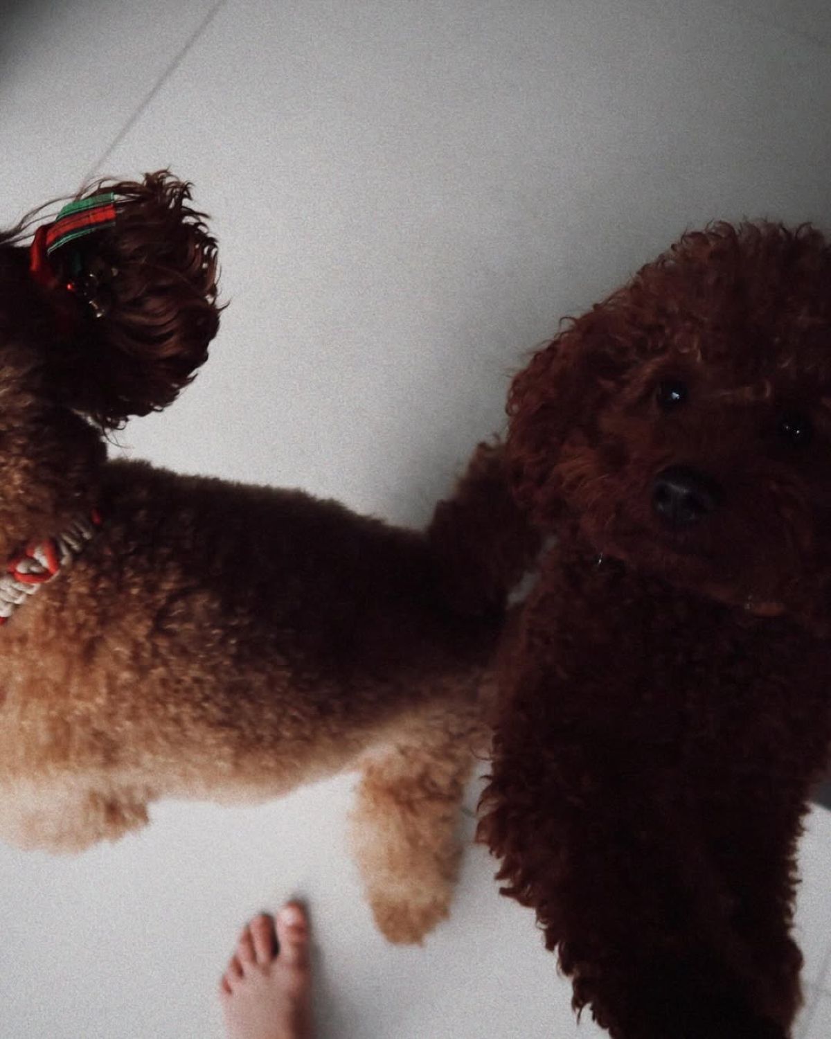 Ο σκύλος του Γιώργου Καράβα