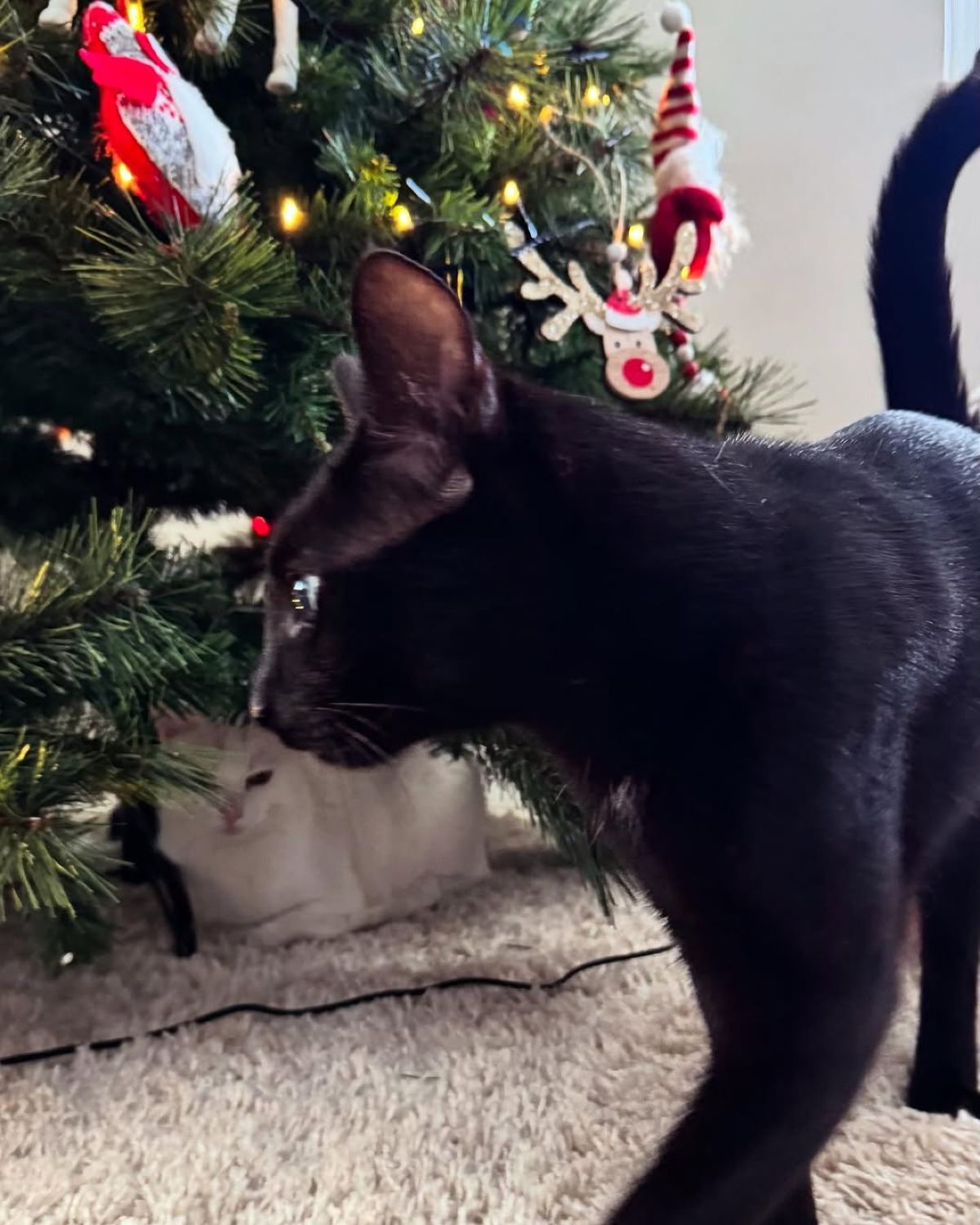 Αντιγόνη Κουλουκάκου