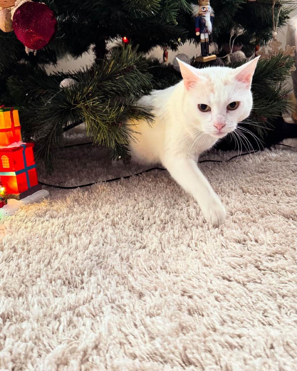 Αντιγόνη Κουλουκάκου