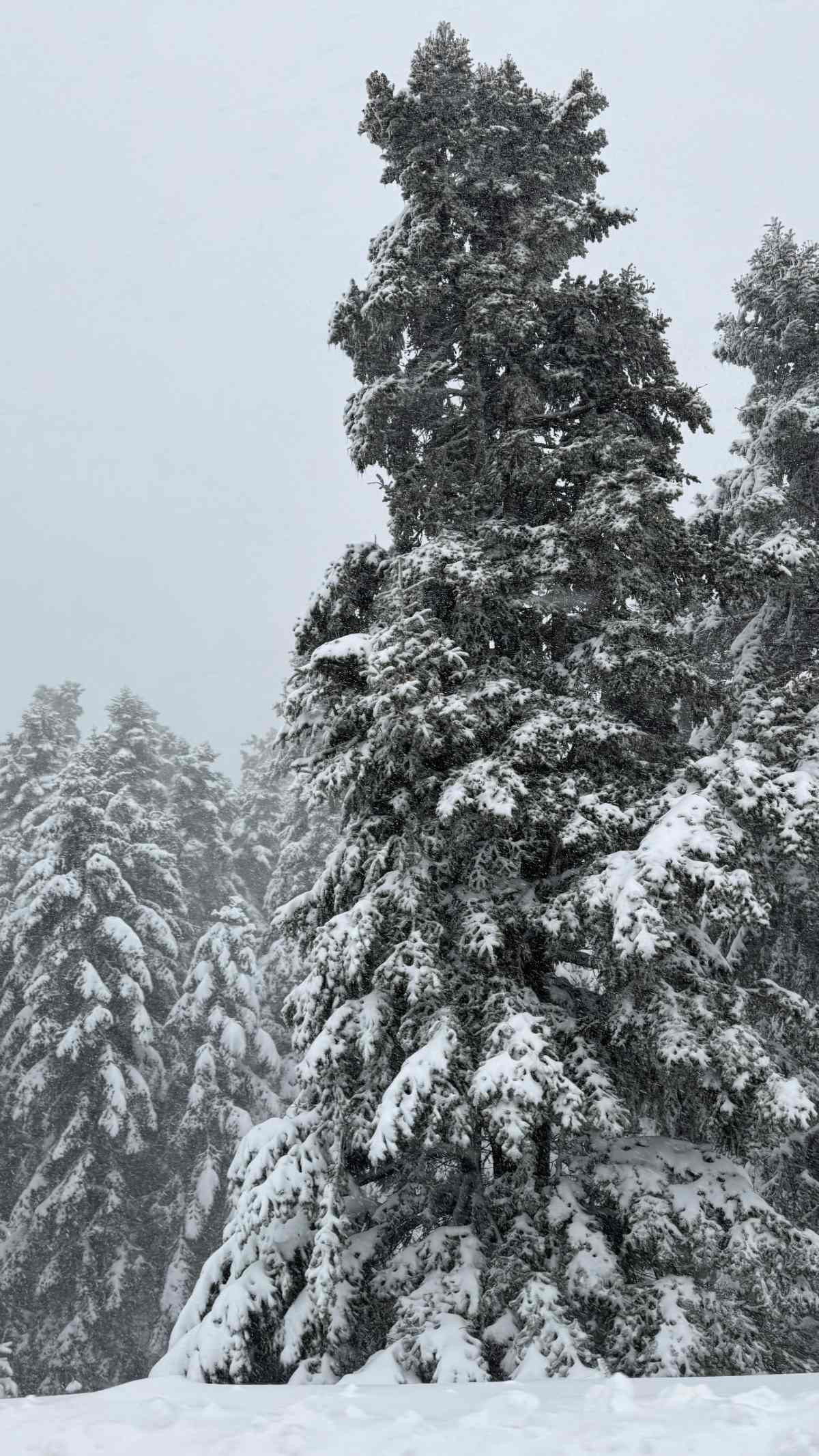 Το χιονισμένο τοπίο στην Αράχωβα