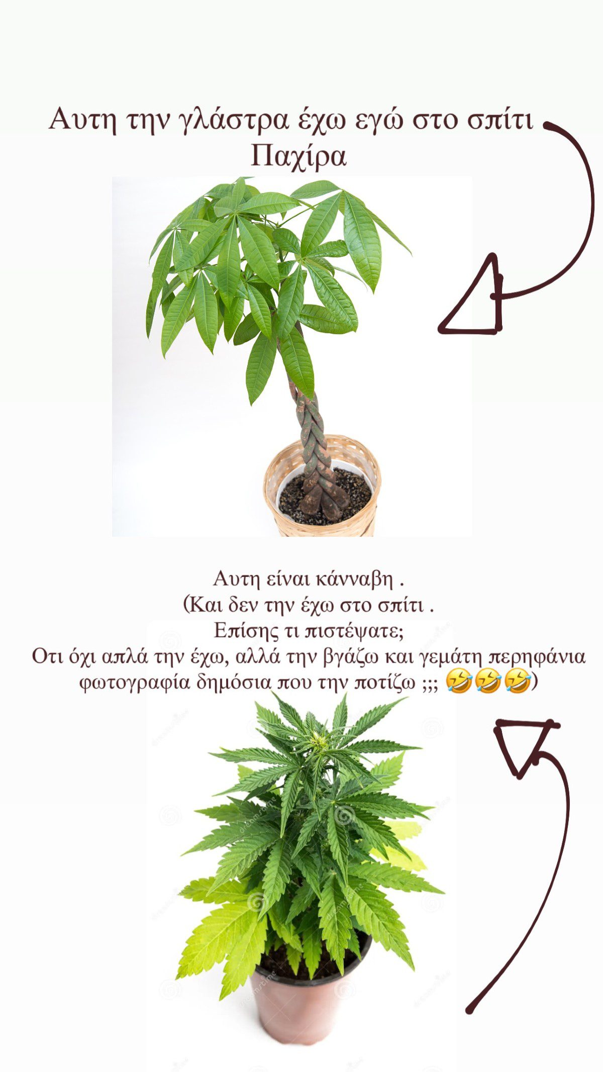 Το φυτό που ανέβασε η Ντόρα Μακρυγιάννη