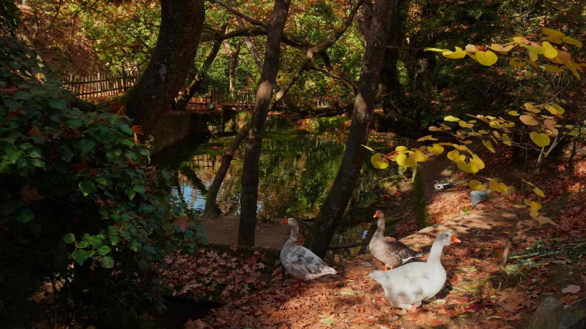 Πάπιες στο Ρέμα των Μύλων στην Ευρωστίνα