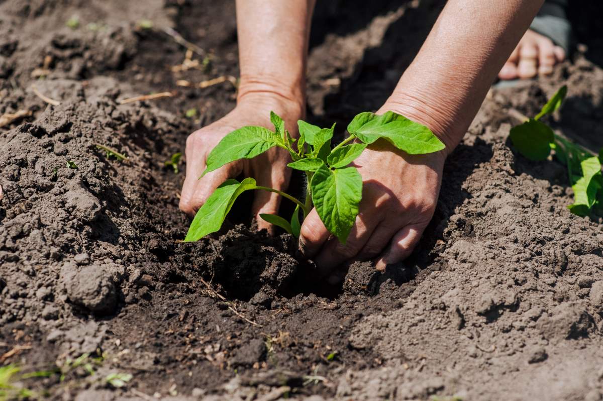 γυναίκα φυτεύει λαχανικά