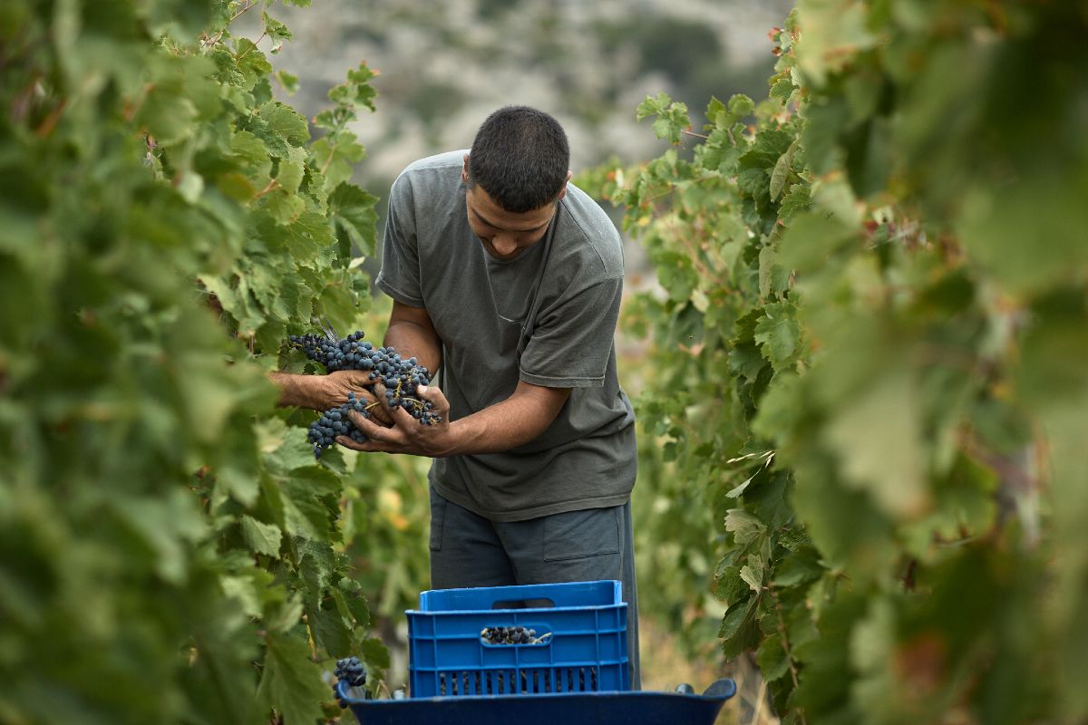 Στους αμπελώνες του T-OINOS