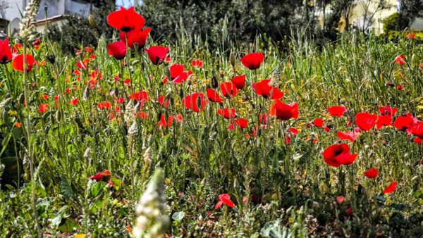 Πολλές κόκκινες παπαρούνες
