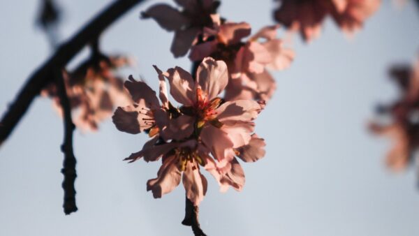 ένα λουλούδι