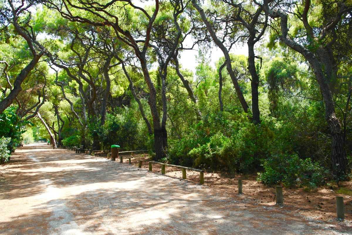 Το δάσος Πευκιάς στο Ξυλόκαστρο