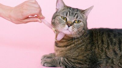 Hair Styling: Επαγγελματικό αποτέλεσμα στο σπίτι