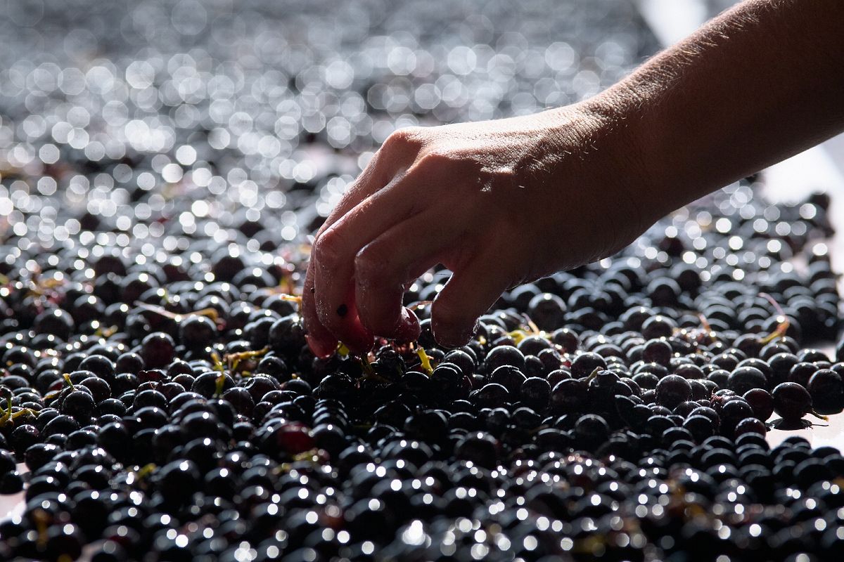 Τρύγος στους τηνιακούς αμπελώνες