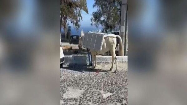 Ενα γαιδουράκι φορτωμένο με μάρμαρα