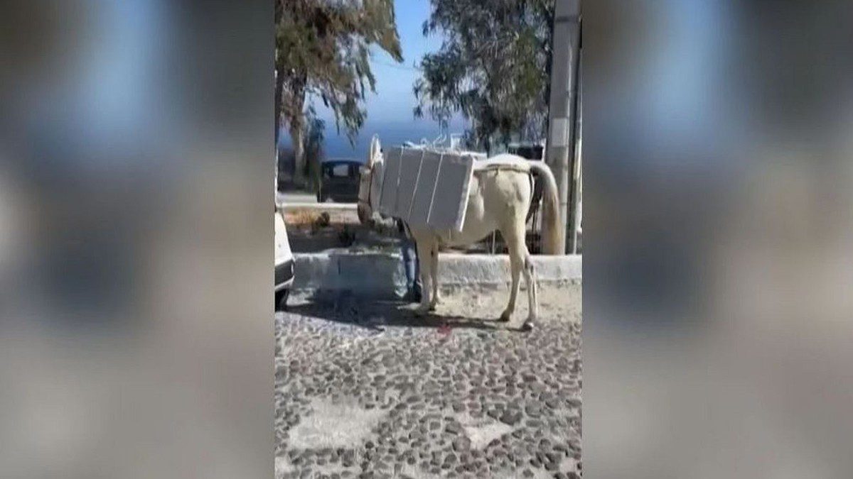 Ενα γαιδουράκι φορτωμένο με μάρμαρα