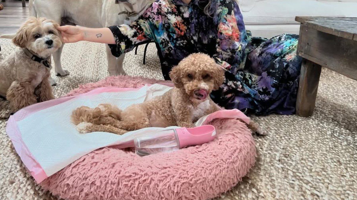 H Sia με τα σκυλάκια της στο σπίτι της