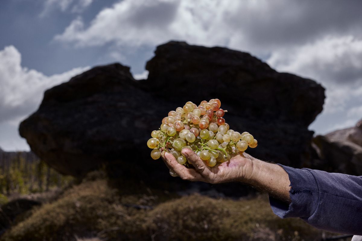 Ο τρύγος στο T-OINOS με φόντο τους εντυπωσιακούς λίθους