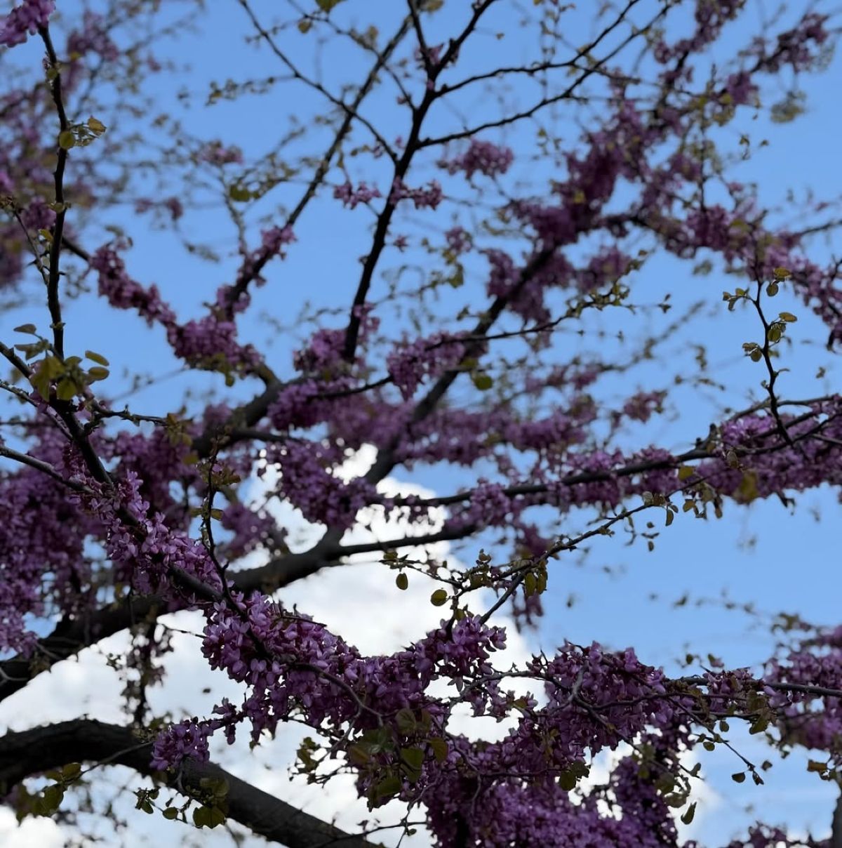 Όλγα Κεφαλογιάννη Δολό Ήπειρος