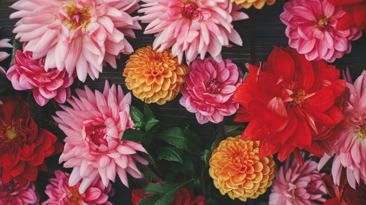 Πολύχρωμα λουλούδια