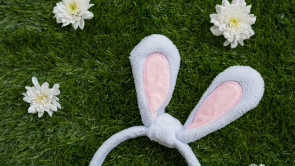 αυτιά λαγού στο γρασίδι με μαργαρίτες τριγύρω