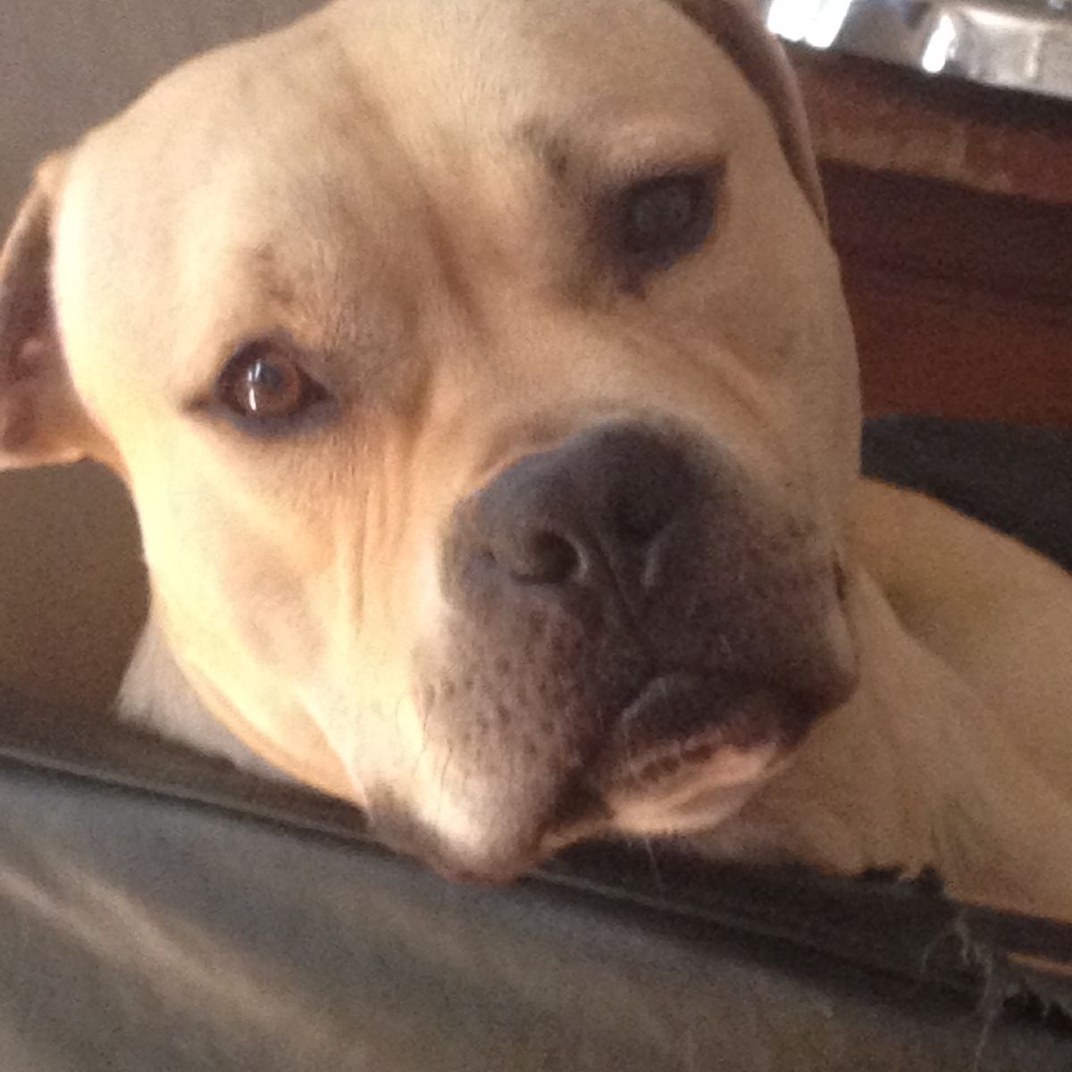 Η ανάρτηση της Κωνσταντίνας Μιχαήλ για τον θάνατο του σκύλου της