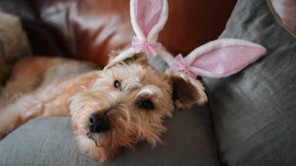 Ένας σκύλος που φοράει αυτιά λαγού για το Πάσχα