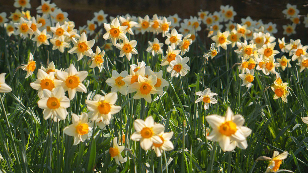 Κίτρινα λουλούδια