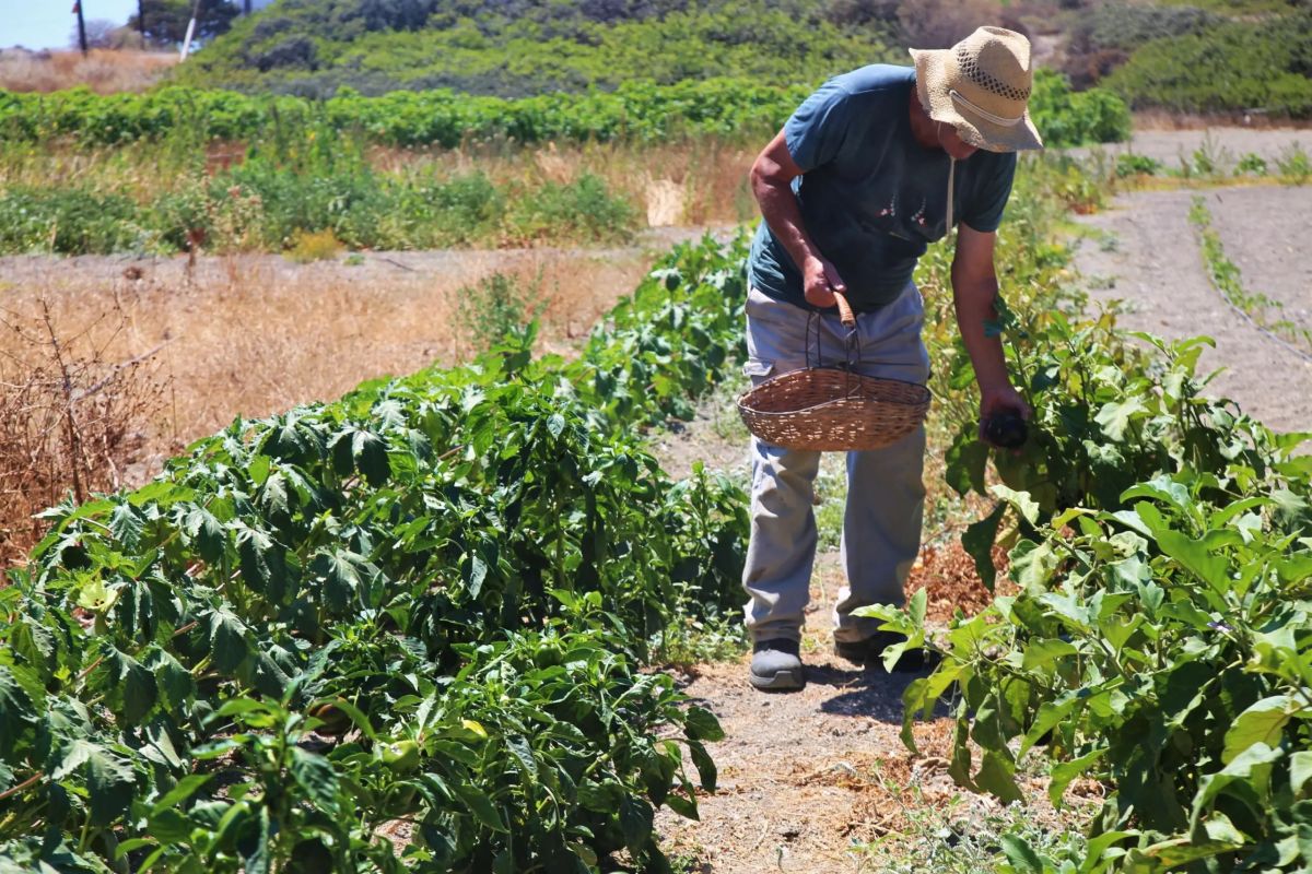 Όλα τα λαχανικά είναι από το μποστάνι τους, που βρίσκεται λίγο έξω από την Πολλώνια της Μήλου