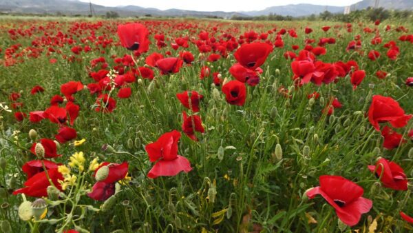 Καιρός σήμερα