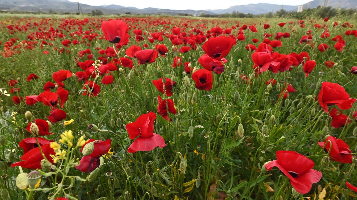 Καιρός σήμερα