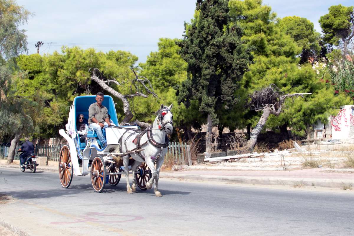 αμαξάδα αίγινα