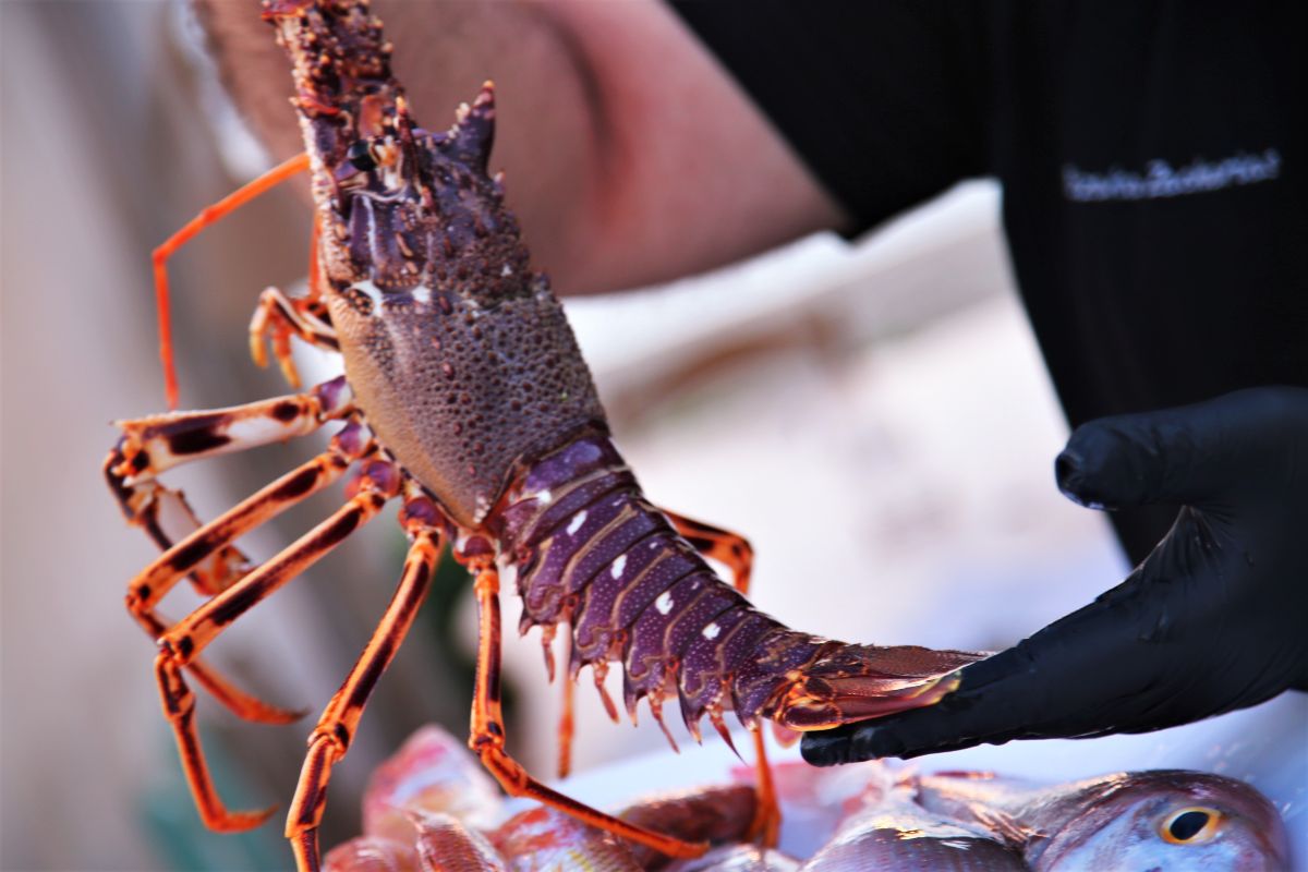 Τα εκλεκτά θαλασσινά πρωταγωνιστούν