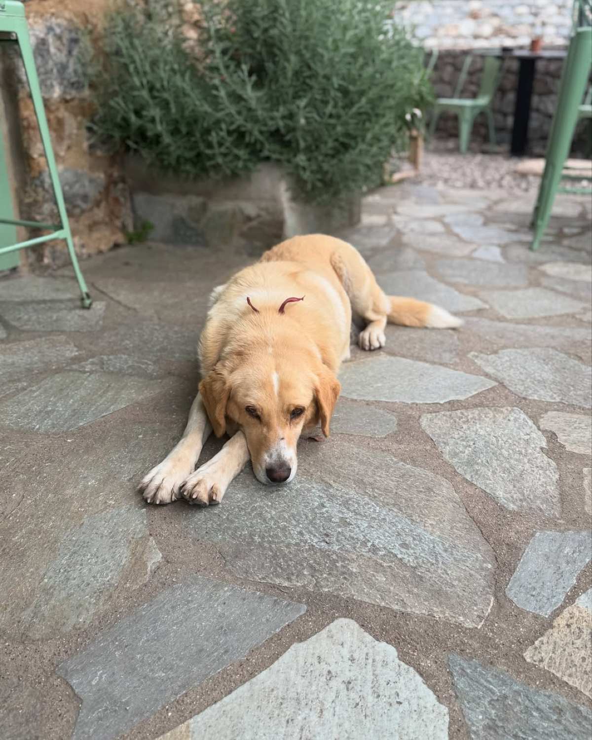 Η Δανάη Μπάρκα στο Instagram