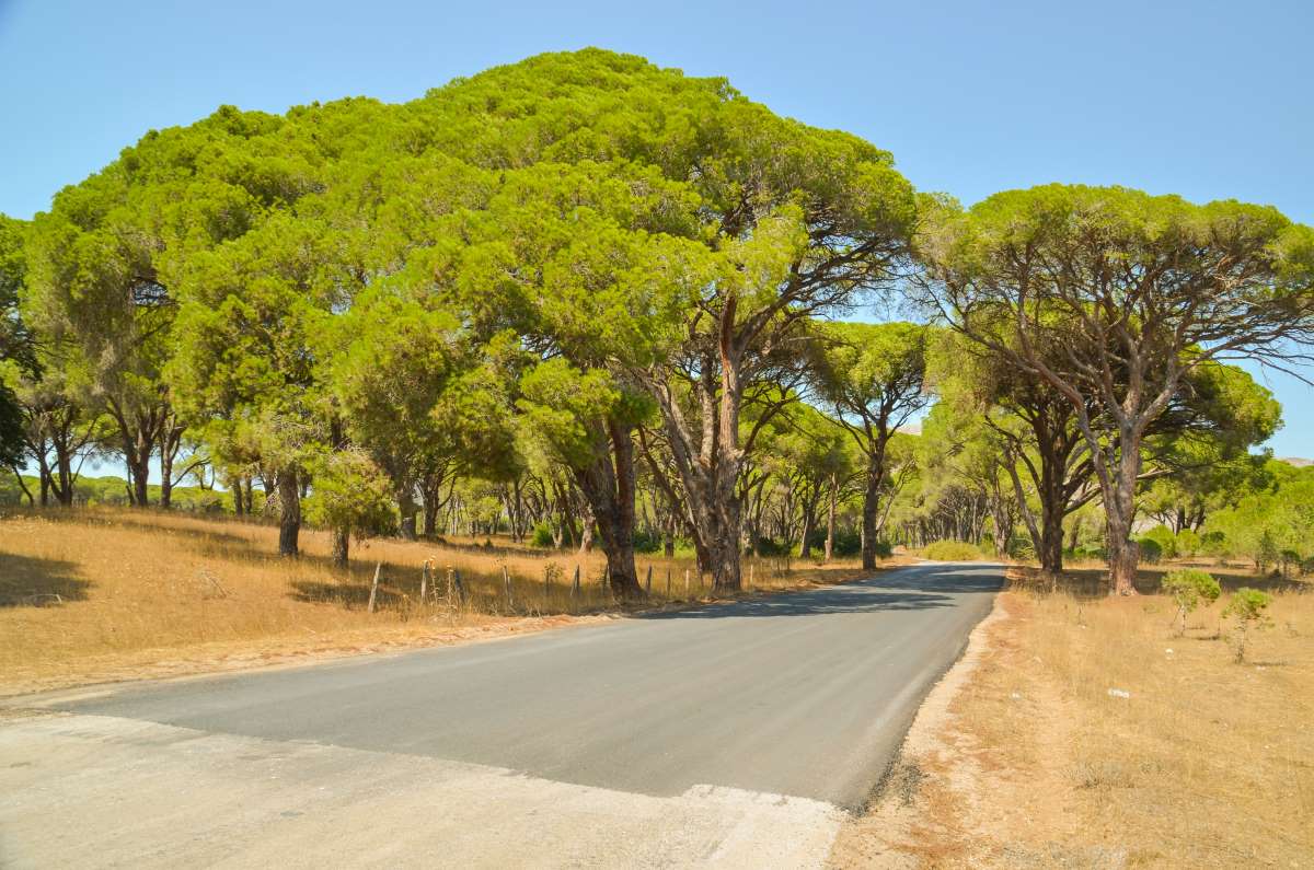 δάσος στροφυλιάς πάτρα
